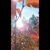 Стикер 24 Autumn