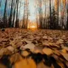 Стикер 8 Autumn