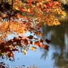 Стикер 10 Autumn