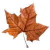 Стикер 5 🍁 Осенний вайб