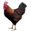 Стикер 33 Птички