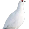 Стикер 24 Птички