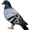 Стикер 43 Птички
