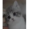 Стикер 40 Бум