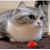 Стикер 7 Бум