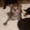 Стикер 11 Бум