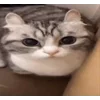 Стикер 41 Бум