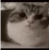 Стикер 6 Бум