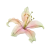 Стикер 6 ..᱙` baizhu -