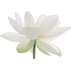 Стикер 60 ..᱙` baizhu -