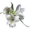 Стикер 27 ..᱙` baizhu -
