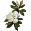 Стикер 19 ..᱙` baizhu -