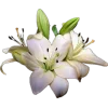 Стикер 35 ..᱙` baizhu -
