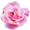 🌸 Эмодзи «Барби - кириллический шрифт из фильма» для Telegram