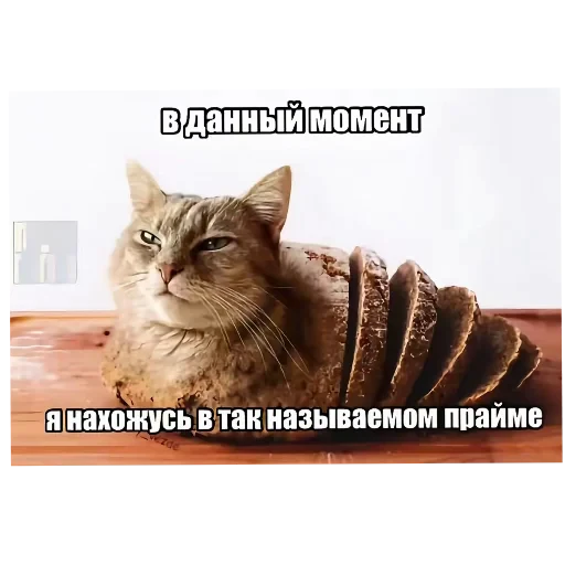 🐱 Стикер «Бурмалда» для Telegram