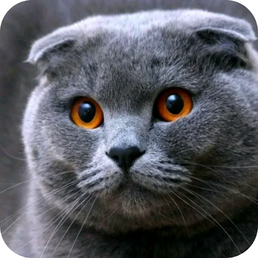 🐱 Стикер «Бурмалда» для Telegram