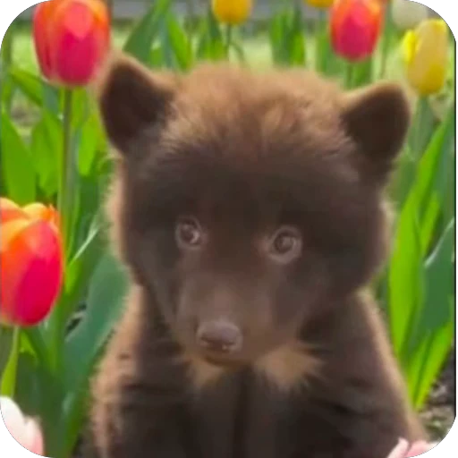 😮 Стикер «ba» для Telegram