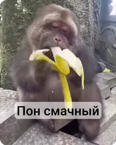 🌟 Стикер «Бибизяна» для Telegram