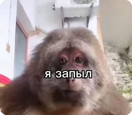🌟 Стикер «Бибизяна» для Telegram