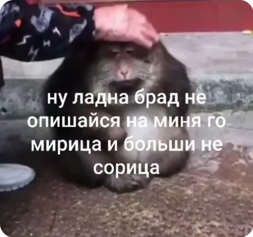 🌟 Стикер «Бибизяна» для Telegram