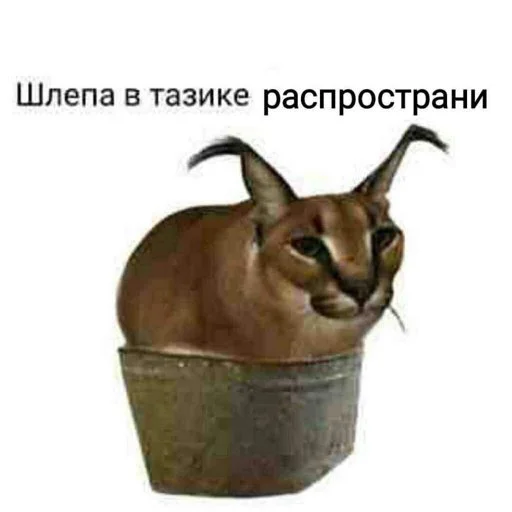 Стикерпак Стикеры Шлёпы для Telegram