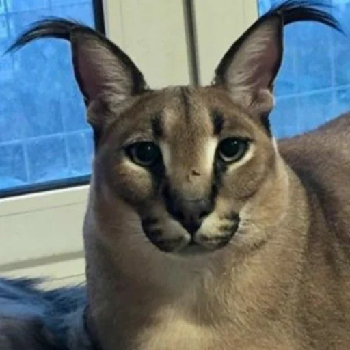 🐱 Стикер «Стикеры Шлёпы» для Telegram