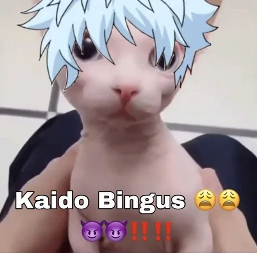 🤬 Стикер «bingus» для Telegram