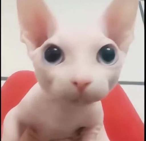 🥺 Стикер «bingus» для Telegram