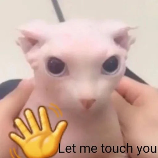 🖐 Стикер «bingus» для Telegram