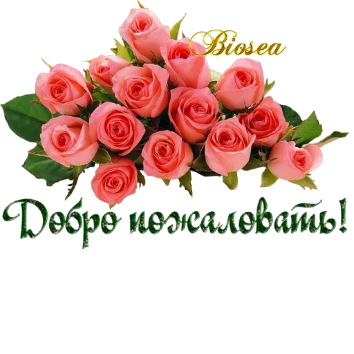 🌹 Стикер «Biosea Диана Мансурова» для Telegram