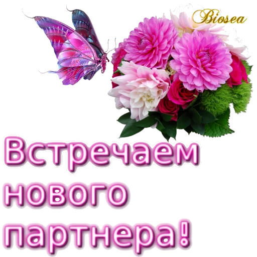 Стикерпак «Biosea Диана Мансурова» для Telegram — обложка
