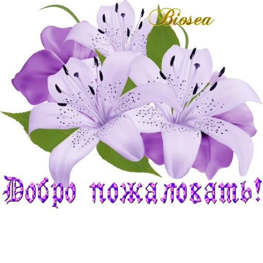🌸 Стикер «Biosea Диана Мансурова» для Telegram