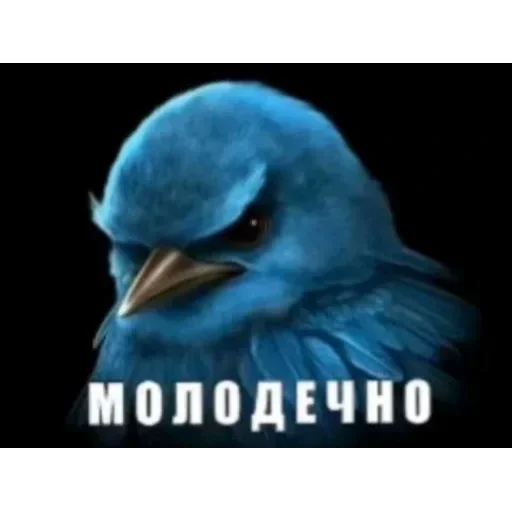 Стикер 44 Birds Memes