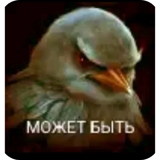 Стикер 46 Birds Memes