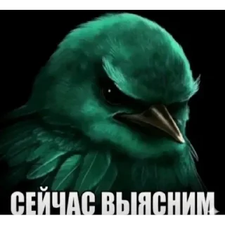 Стикер 6 Birds Memes