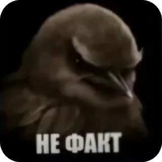 Стикер 33 Birds Memes