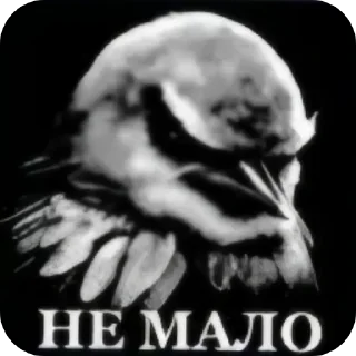 Стикер 26 Birds Memes