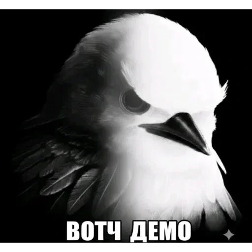 Стикер 45 Birds Memes