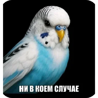 Стикер 7 Birds Memes
