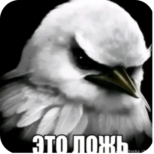 Стикер 53 Birds Memes