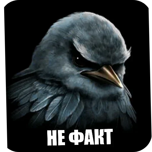 Стикер 52 Birds Memes