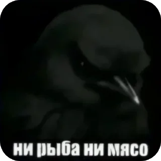 Стикер 29 Birds Memes
