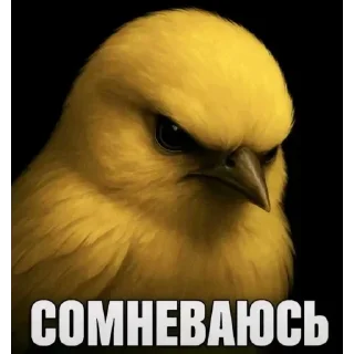 Стикер 17 Birds Memes