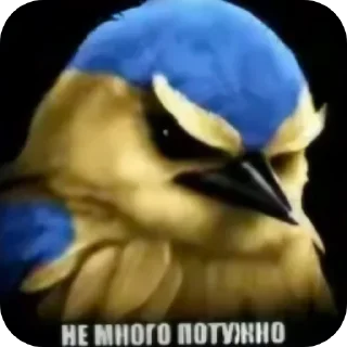 Стикер 31 Birds Memes