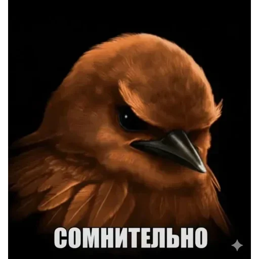 Стикер 41 Birds Memes