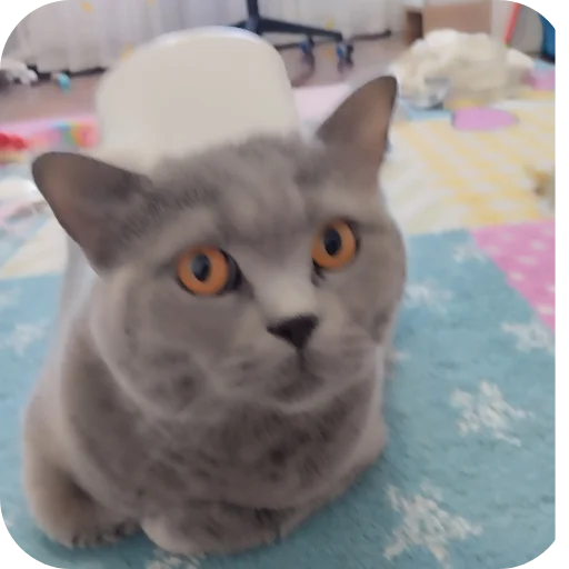 🐱 Стикер «Тедди» для Telegram