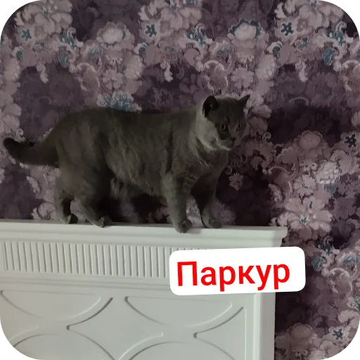 🐱 Стикер «Тедди» для Telegram