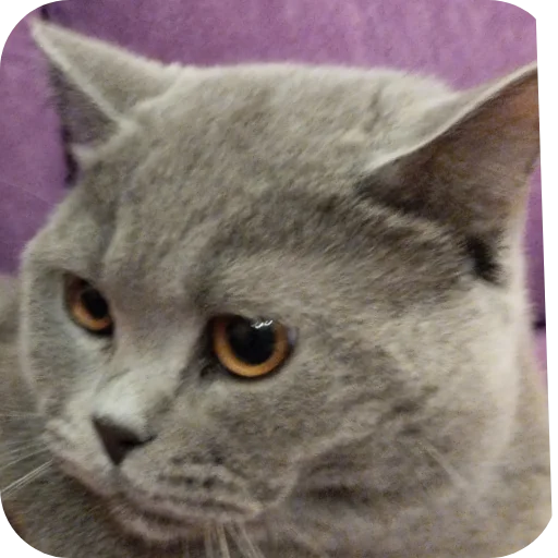 🐱 Стикер «Тедди» для Telegram