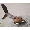 Стикер 9 Бобр