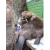 Стикер 5 Бобр